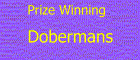 Pictures of Doberman Pincer dogs which have won contests which they were entered in